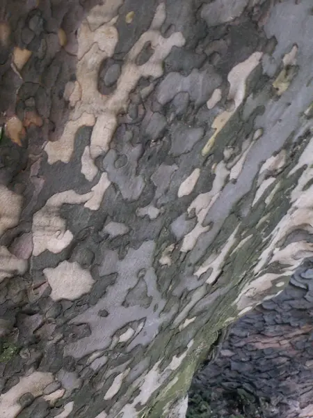 Charakterystyczna łuszcząca się kora platana